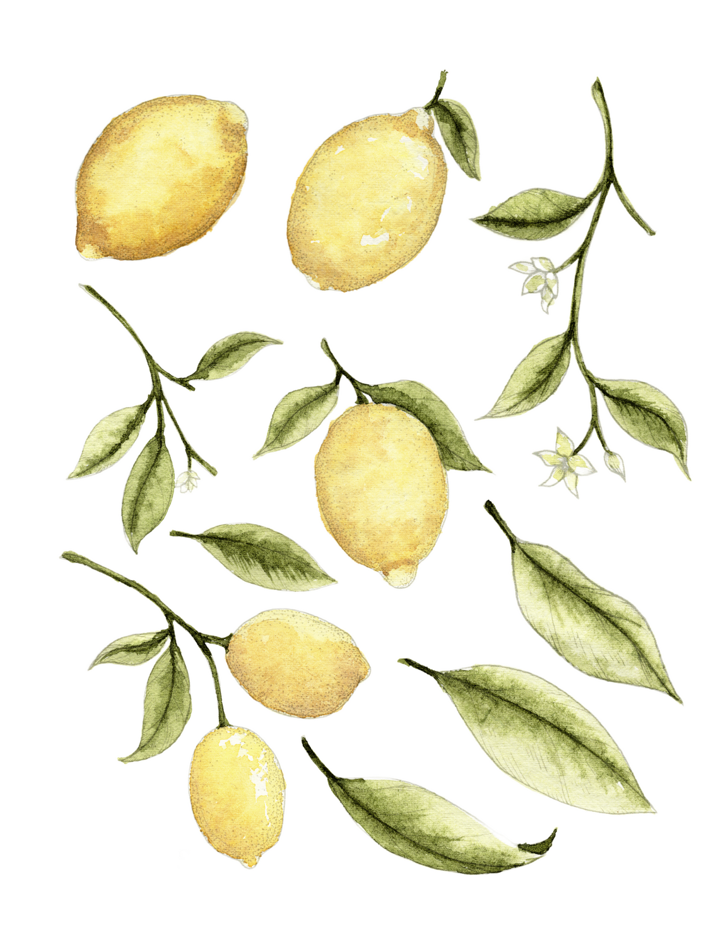 Summer Workshop Watercolor Lemon Branch #1 July 25th