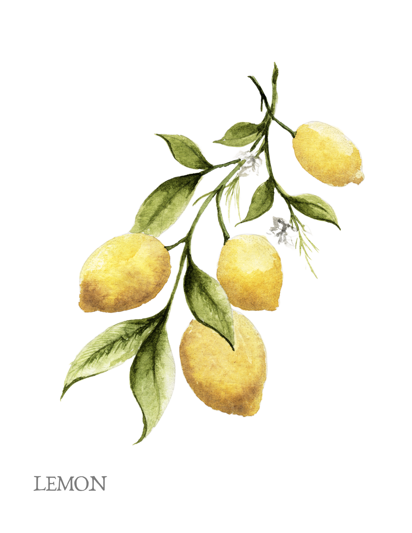 Summer Workshop Watercolor Lemon Branch #1 July 25th